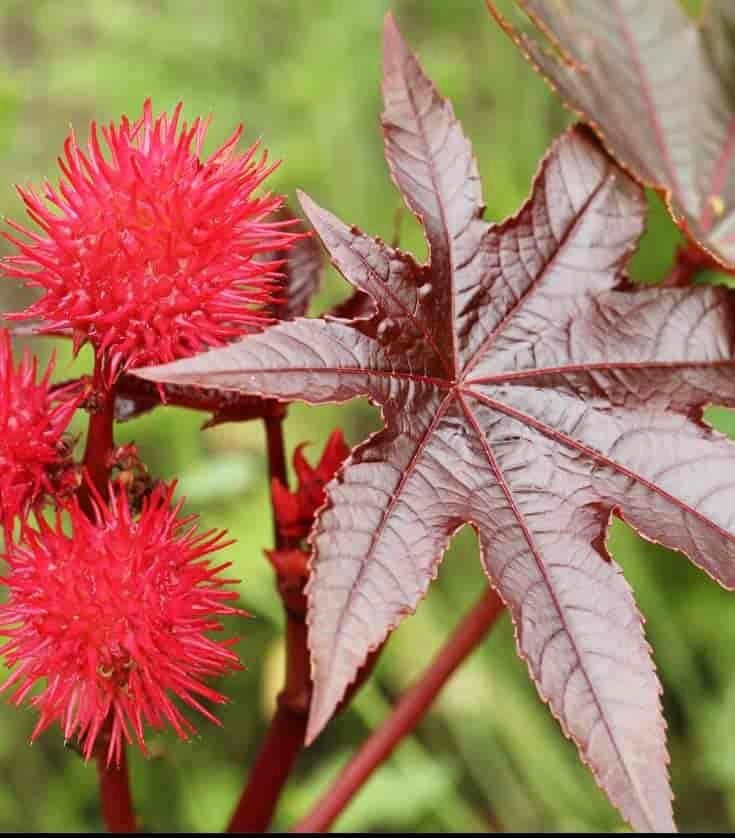 Naturhemmeligheten for hårforyngelse med ricinolje